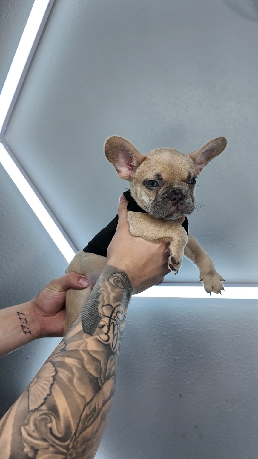 Buzz Lightyear, available male Lilac Fawn French Bulldog puppy
