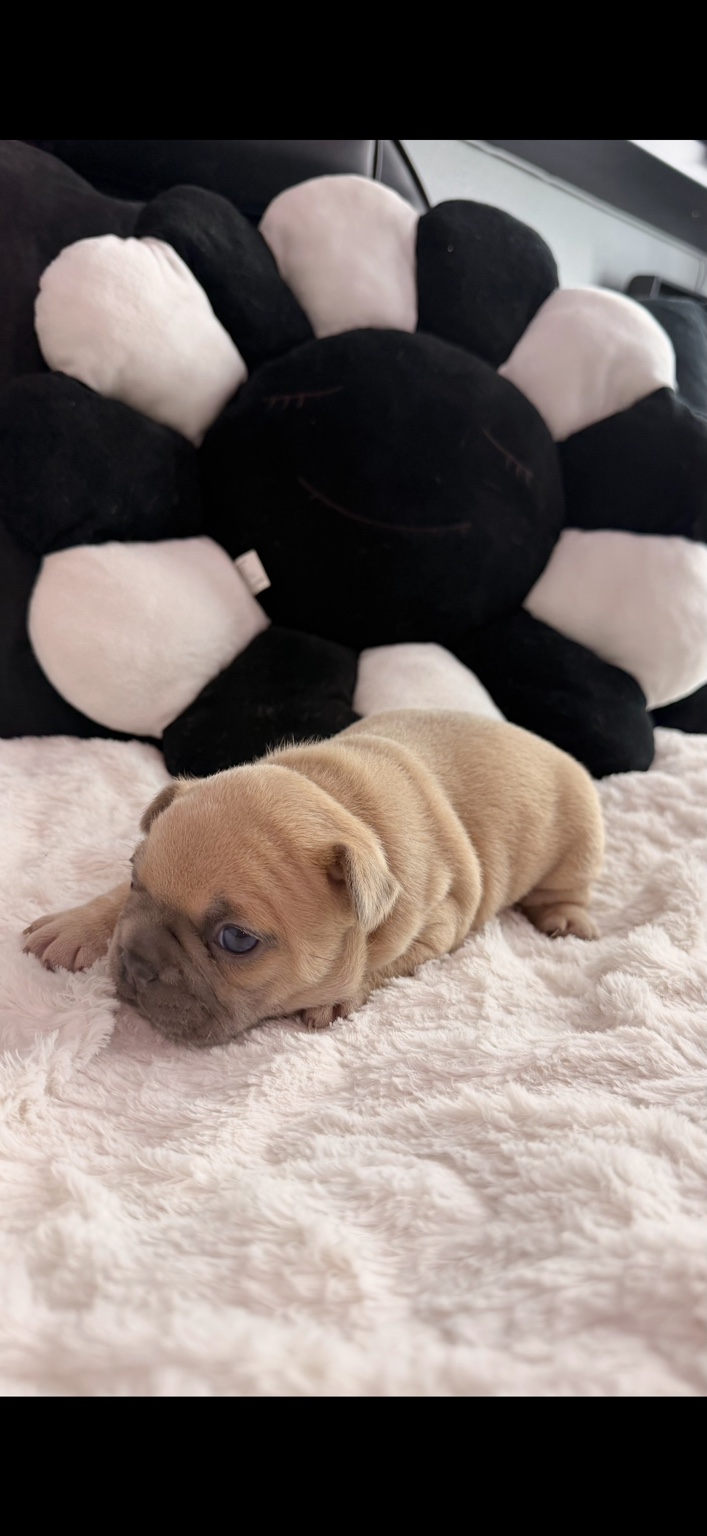 Biscoff, available male Lilac Fawn French Bulldog puppy
