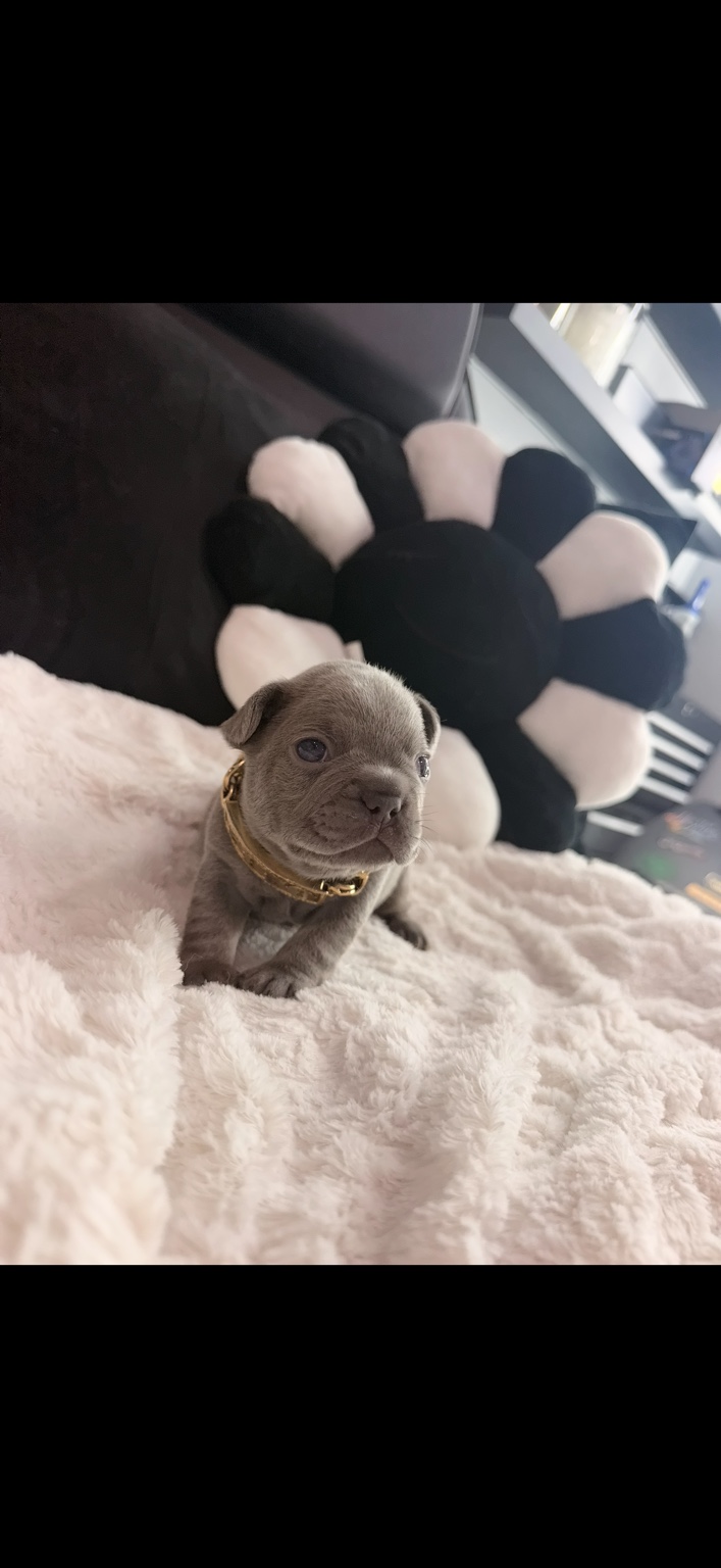 Dolph, available male Lilac French Bulldog puppy
