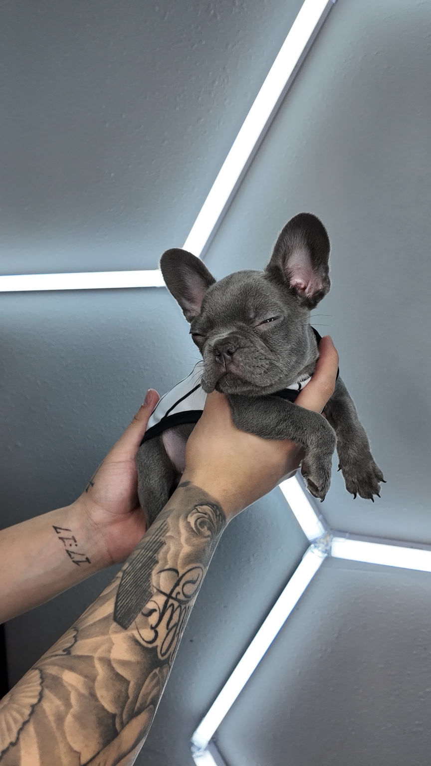 Woody, available male Lilac French Bulldog puppy