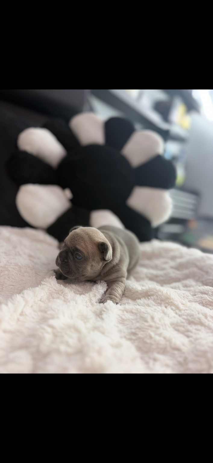 Griselda French Bulldog puppy