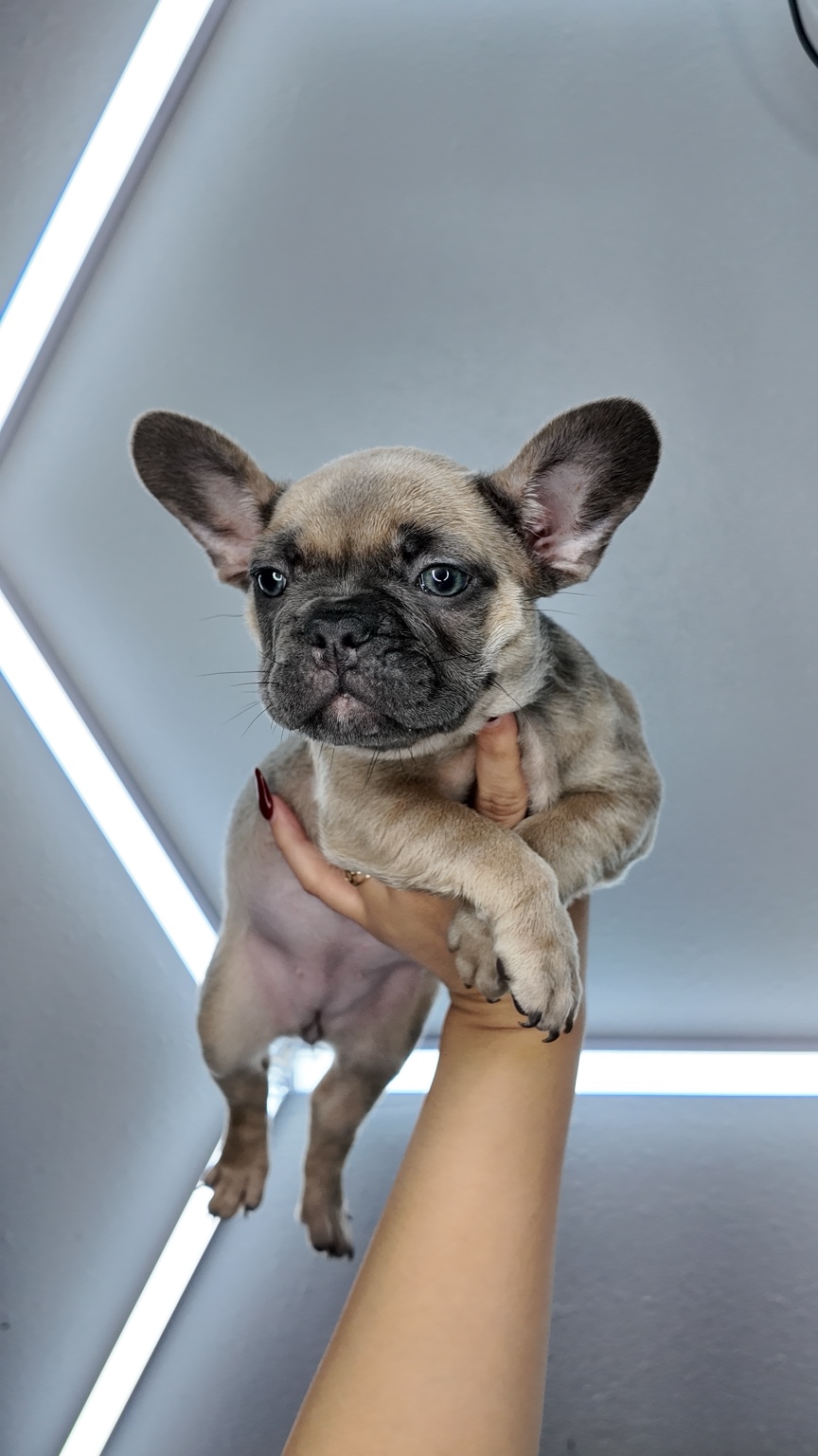Jessie, available female Blue Fawn French Bulldog puppy