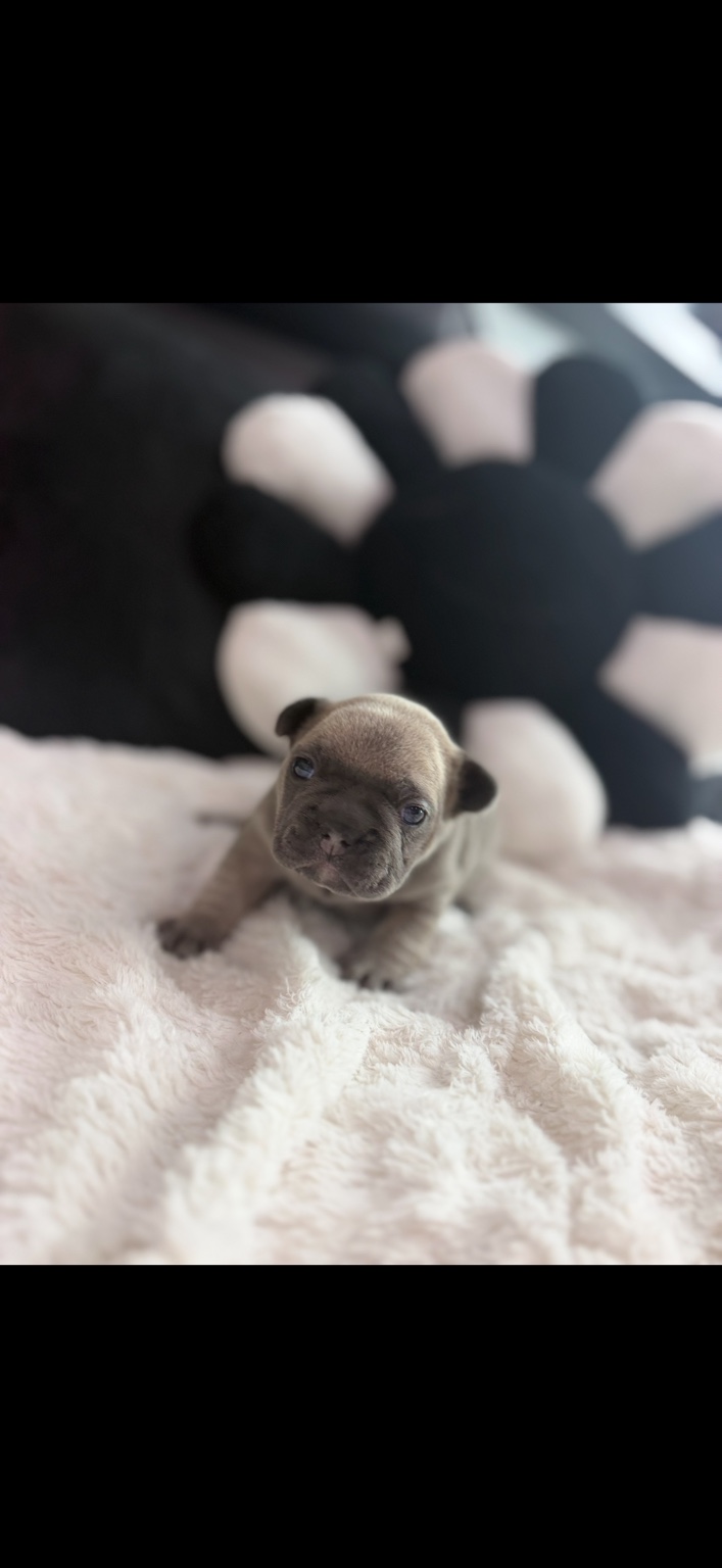 Griselda, available female Blue Fawn French Bulldog puppy
