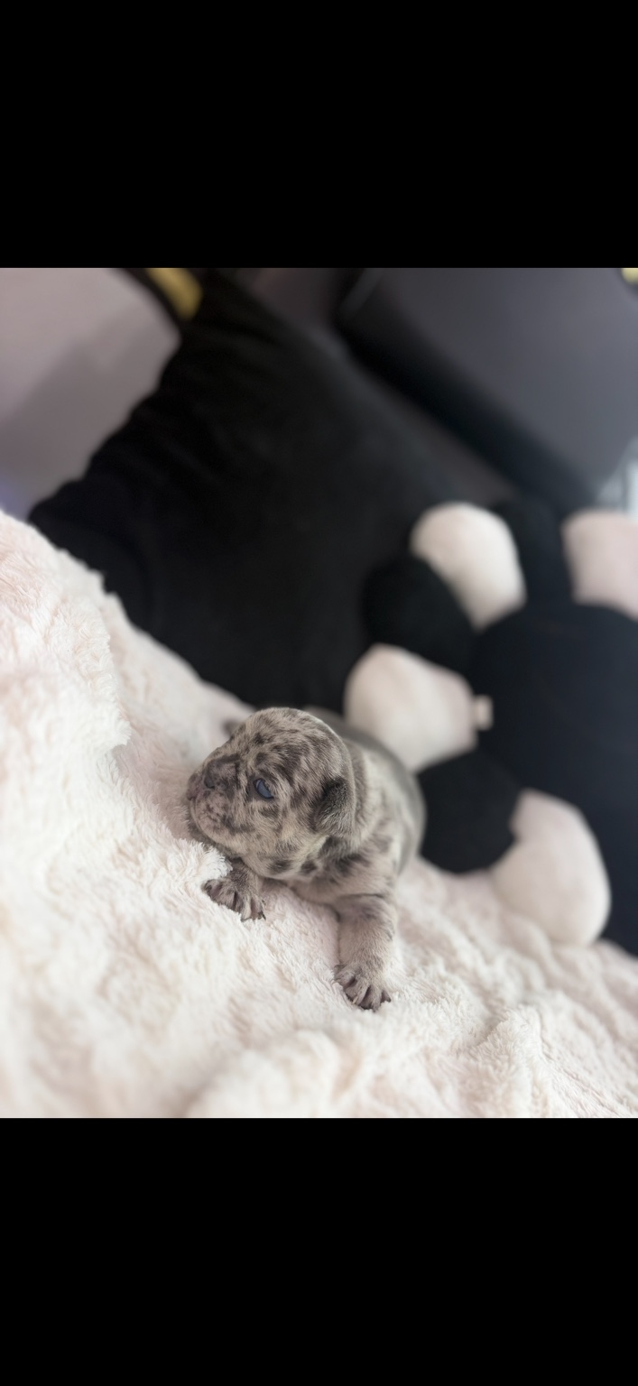 Pebbles, available female Blue Merle French Bulldog puppy