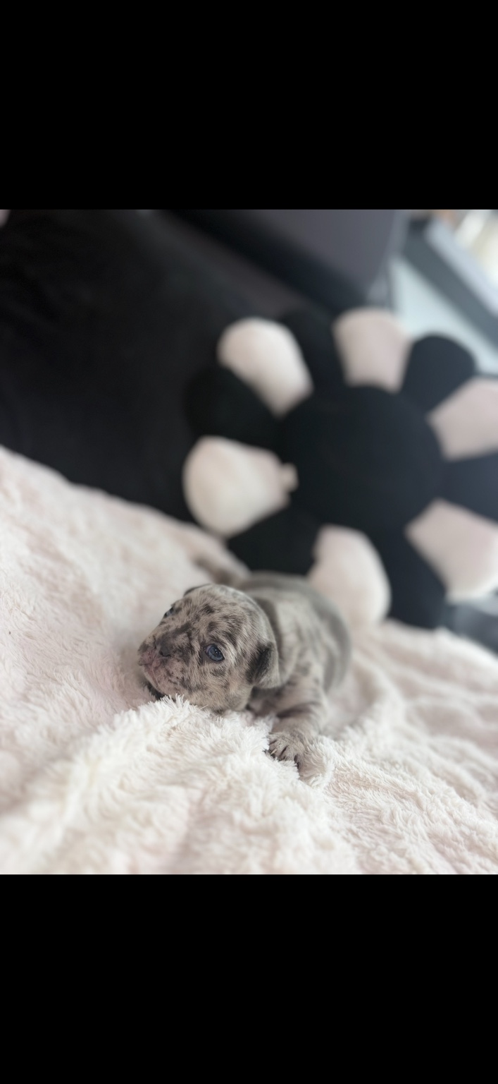 Pebbles photo 2