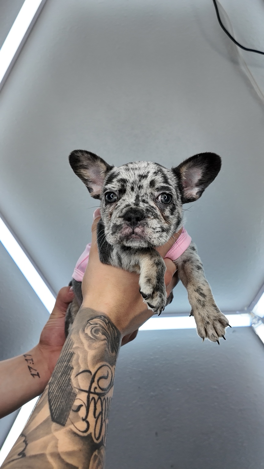 Bo Peep, available female Blue Merle French Bulldog puppy
