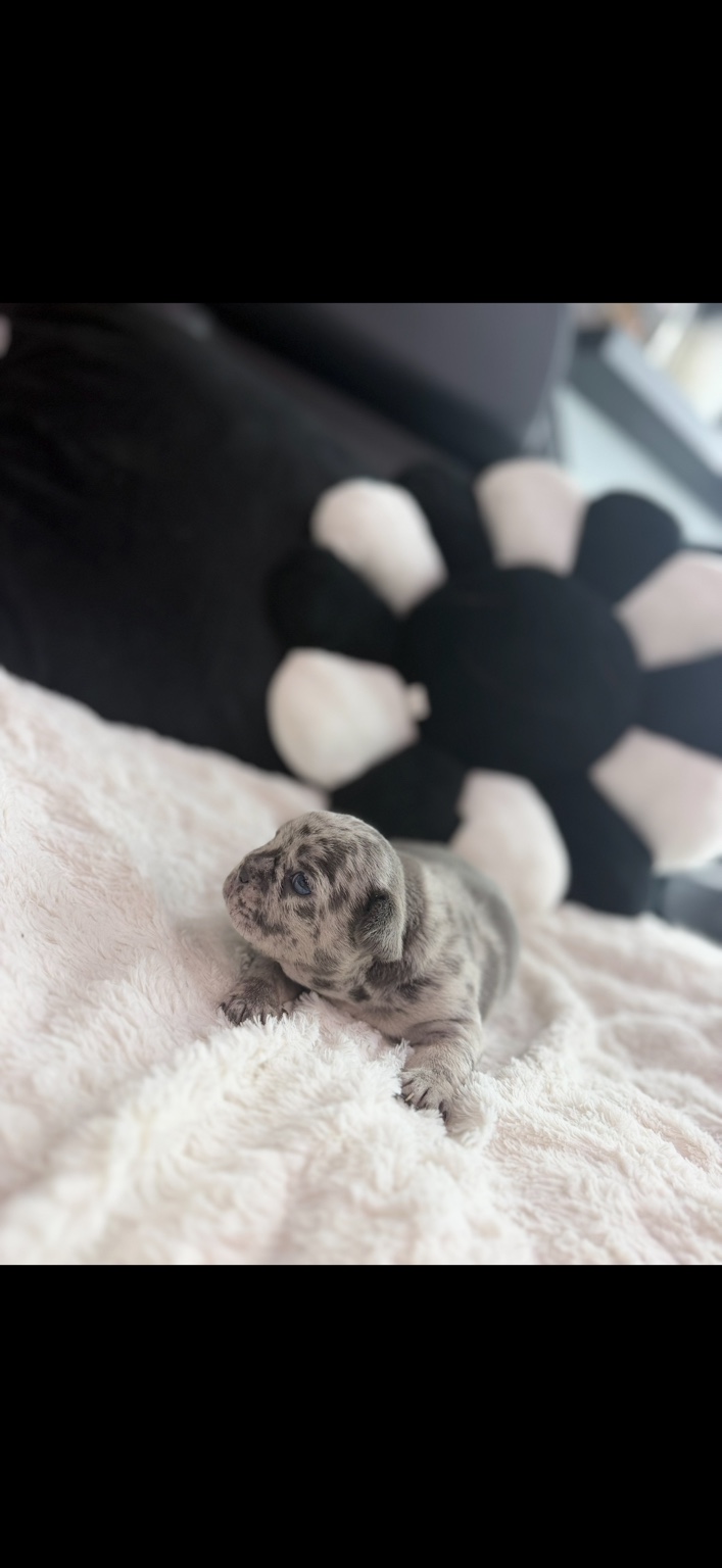 Pebbles photo 3