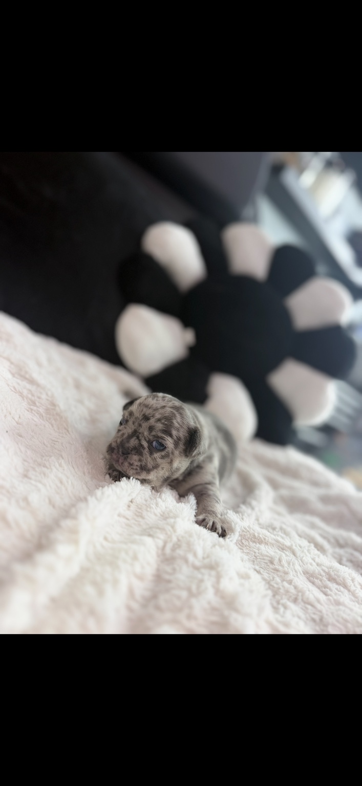 Pebbles photo 4